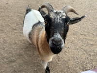 Goats for rehoming
