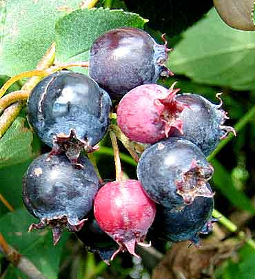 June Berry seeds $20 (10 seeds) juneberry in Plants, Fertilizer & Soil in Hamilton - Image 2
