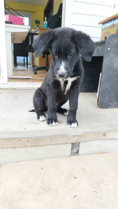 Chiots Berger Allemand croisés Labrador à vendre, View more
