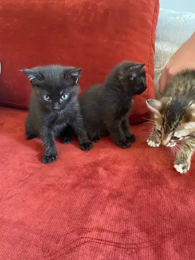 adroble kittens , View more