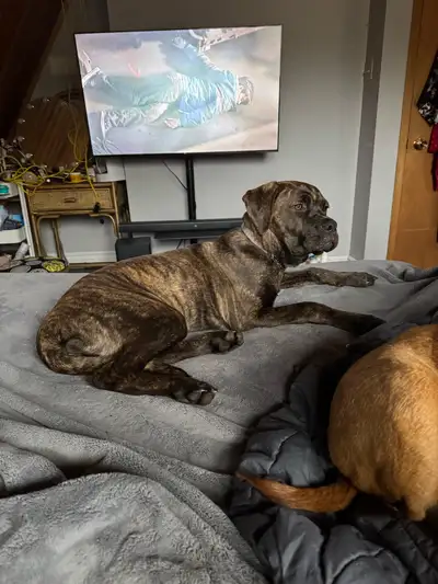 Cane Corso, View more