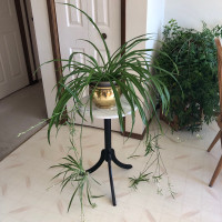 Spider Plant for sale in Bowness 