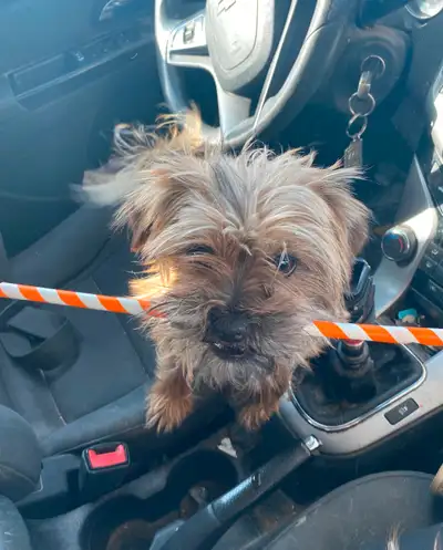 Sweet &  funny Female Shorkie Trained and spayed, View more