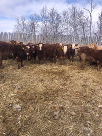 Open Replacement Heifers