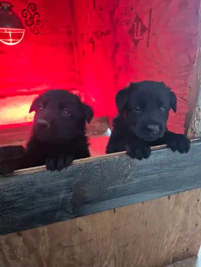 Pure Black Working Class German Shepherds, View more
