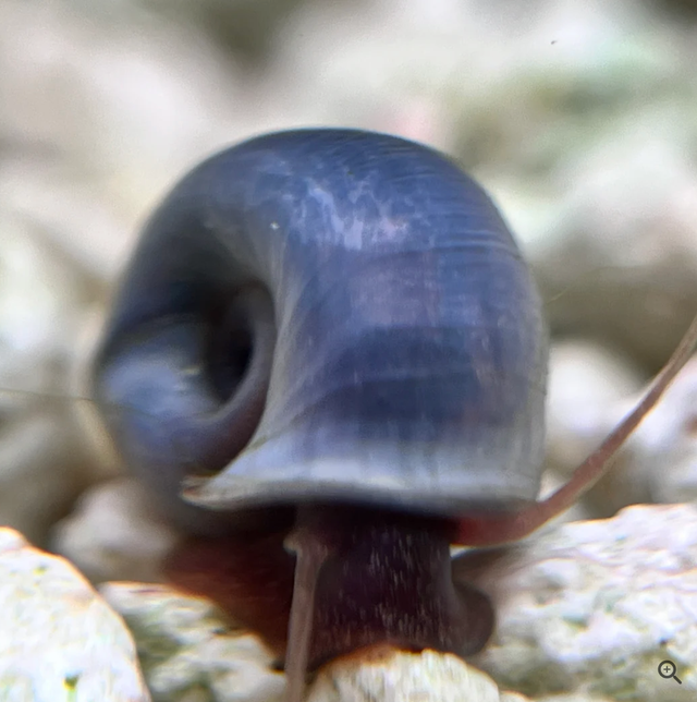 Nerite Snails That Actually Clean Your Tank in Fish for Rehoming in Kitchener / Waterloo - Image 9