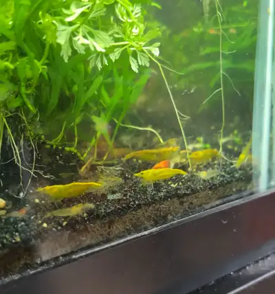 Lots of Neocardina Shrimp available! Asking $3 each for lower grade colours, $4 each for more vibran...