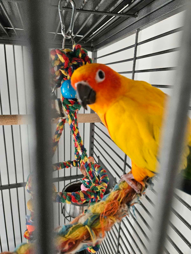 conure soleil dans Oiseaux à adopter  à Laval/Rive Nord
