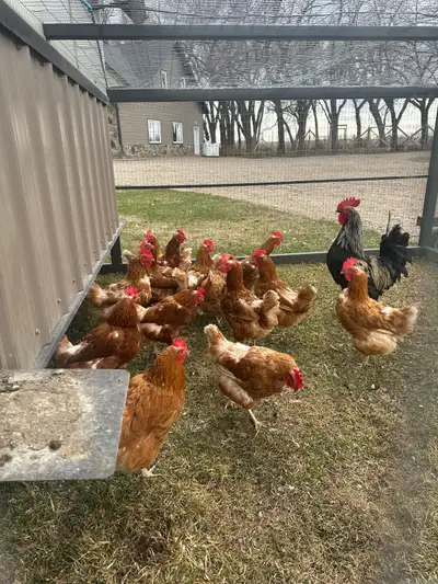 Laying Chickens , View more