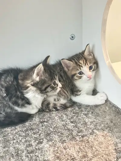 kitten for sale, View more