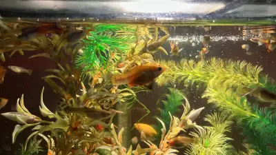 We have a lot of guppy fish and looking to give away some to free up aquarium space. Both male and f...