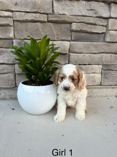 Adorable Cockapoo puppies, View more