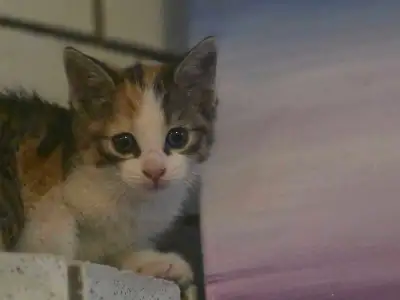 litle kitten, View more