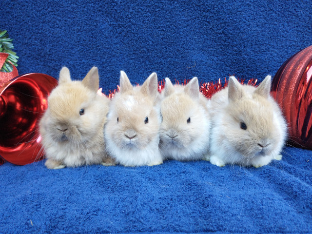 Bebes lapins nains neerlandais, tete de lion, belier, mini rex dans Petits animaux à adopter  à Saint-Hyacinthe - Image 3