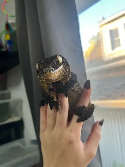 looking for trades, View more