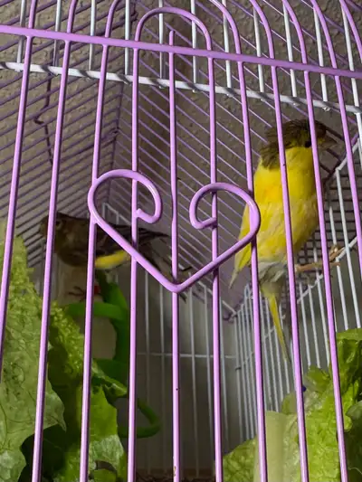 Quick Sale‼️ I have a Lot Canaries Bird New Born Chicks 2 months old 3 months old 4 months old Its a...
