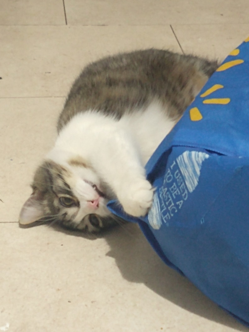 Cat to give away Cats & Kittens for Rehoming Yarmouth Kijiji