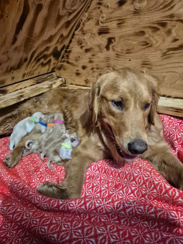 Adorables Chiots Golden Retriever in Dogs & Puppies for Rehoming in St-Georges-de-Beauce - Image 9