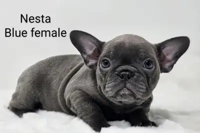 Frenchton Puppies “Rainbow Colours”, View more