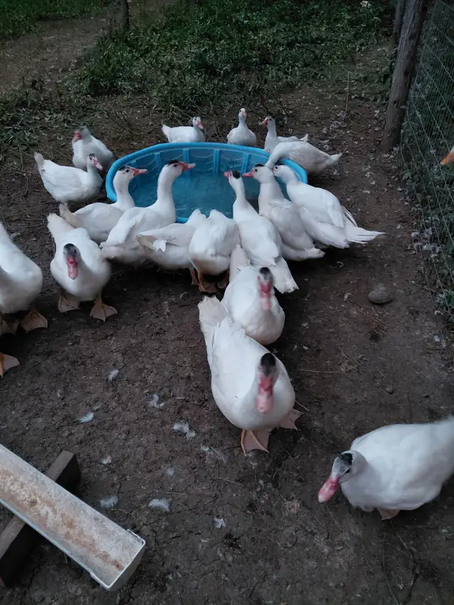 Muscovy ducks in Livestock in Peterborough - Image 3