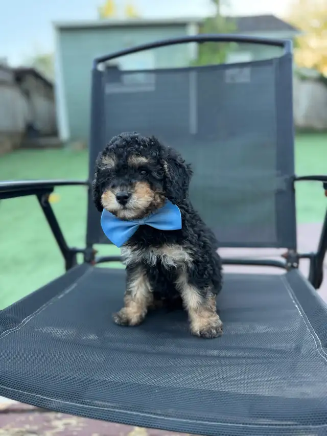 Male toy poodle puppies in Dogs & Puppies for Rehoming in North Shore - Image 3
