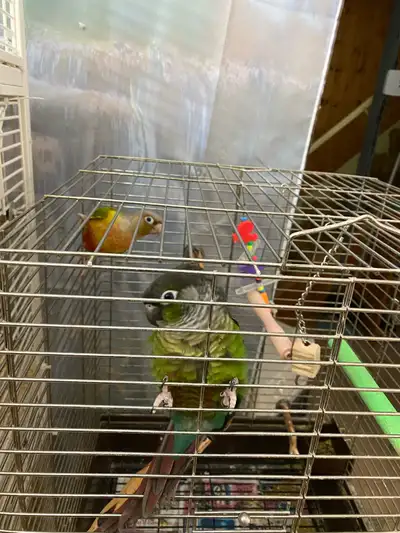Conure Pair, View more