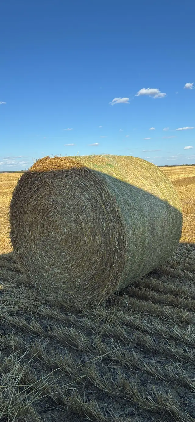 barley and soft white straw bales