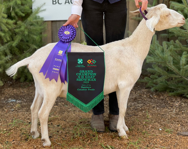 Doe and Doeling in Livestock in Kamloops