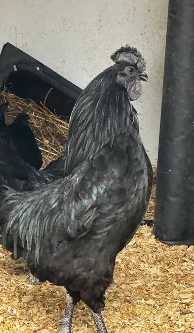 Ayam Cemani breeding group 4 Hens and 1 roo. Ranging from 9 to 11 months old Very fertile, have had...