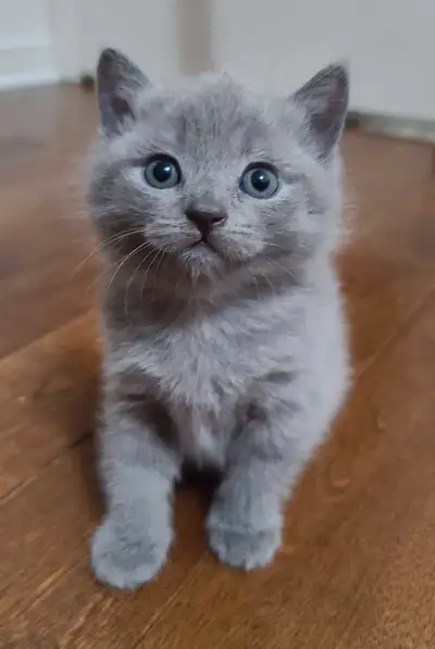❤️❤️ Purebred British shorthair kittens, View more