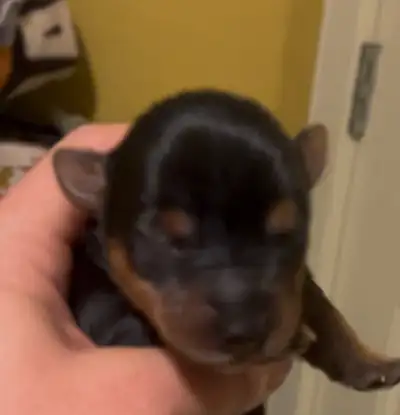 We have a litter of 6 beautiful 3/4 Yorkshire terrier and 1/4 Scottish Terrier puppies 5 boys and 1...