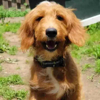 His name is Arthur, he is potty-trained, and goes outside, but isn't at a stage where he can hold it...