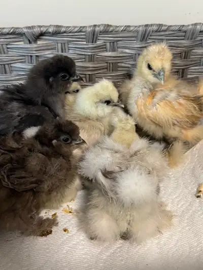 silkies for sale , View more