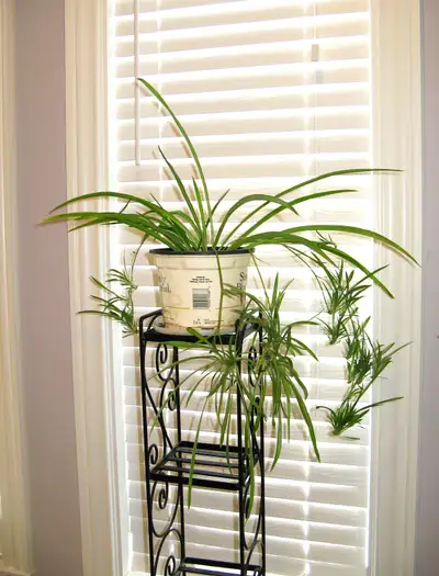 spider plant, View more