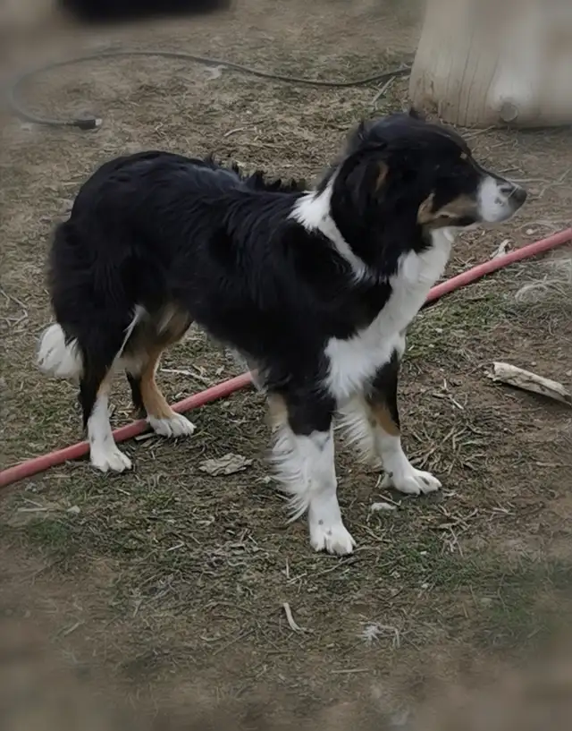 Australian Shepherd Border Collie puppies in Dogs & Puppies for Rehoming in Calgary - Image 10