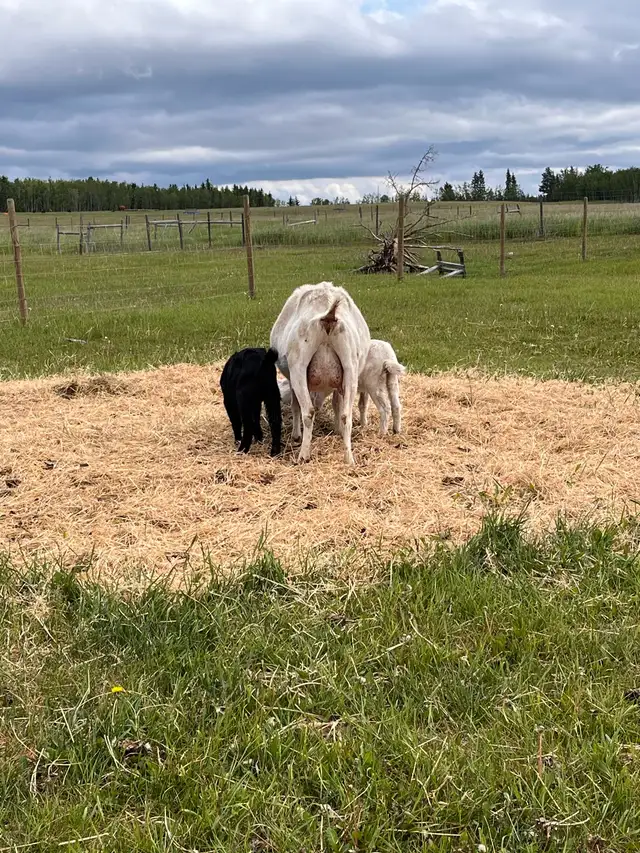 Dairy cross doelings in Livestock in Vanderhoof - Image 4