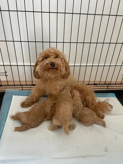 Toy poodle puppies for sale , View more