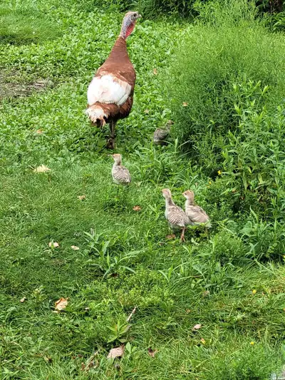 Royal Palm x Bourbon Red 2 weeks old $10 each 4 available