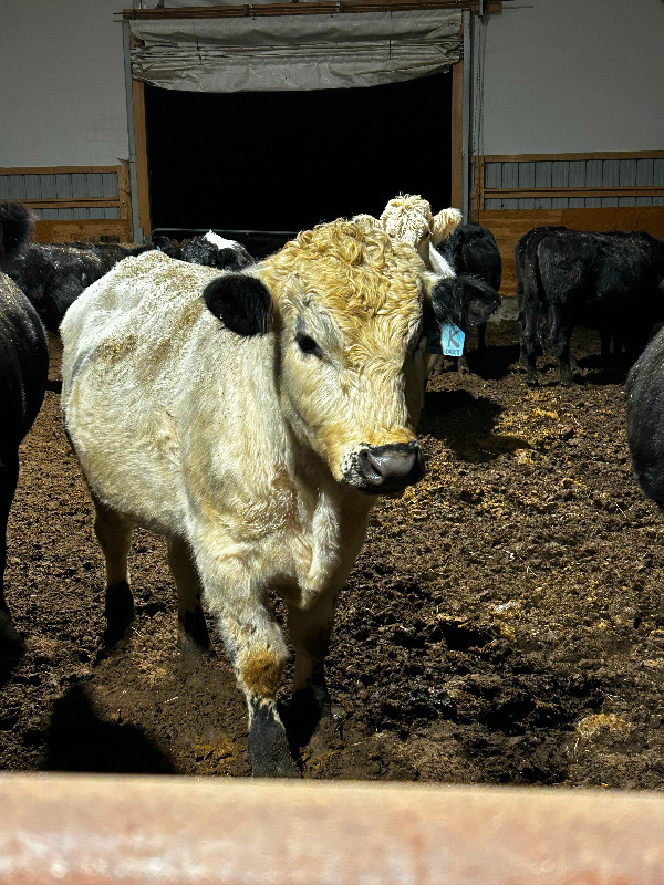 Speckled Park Bull dans Animaux de ferme  à Ouest de l’Île - Image 2
