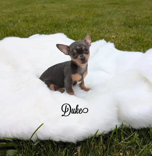 RARE Chihuahua pups READY TO GO!  in Dogs & Puppies for Rehoming in Oakville / Halton Region - Image 8