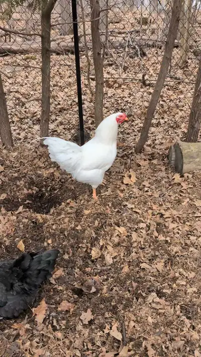 The Chantecler is a Canadian breed of dual-purpose chicken, reared for both egg and meat production....