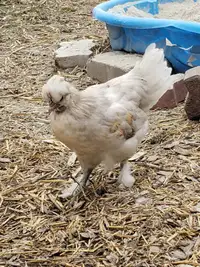Silkie rooster