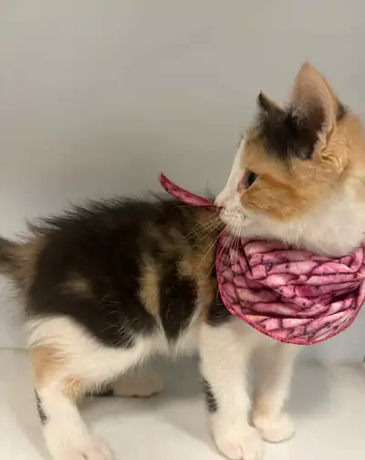 NÉGOCIABLE Chatons à adopter - Kittens for adoption NEGOTIABLE, View more