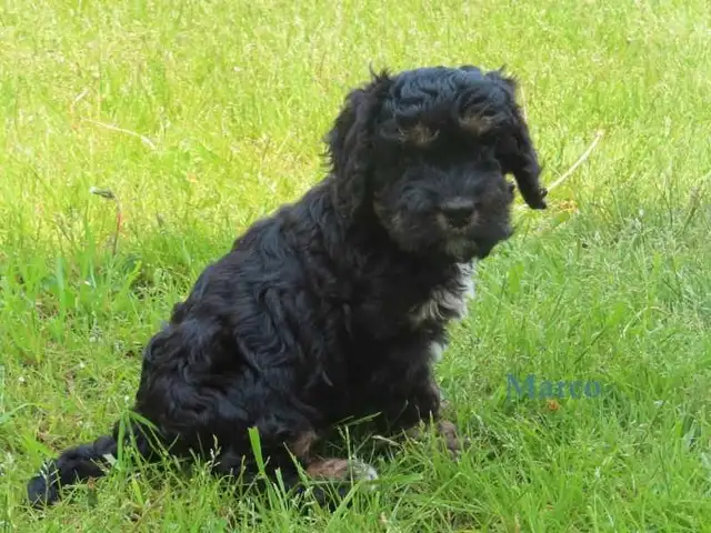 Cockapoo puppies for sale in Dogs & Puppies for Rehoming in Kitchener / Waterloo - Image 8