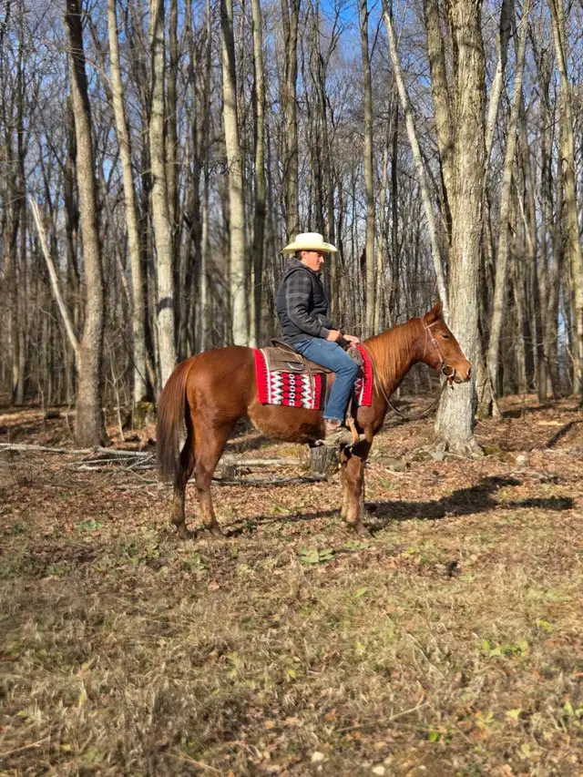 Broke Horses For Sale in Horses & Ponies for Rehoming in Owen Sound - Image 3