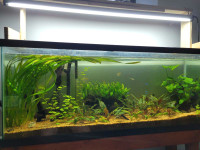 All plants and wood for sale