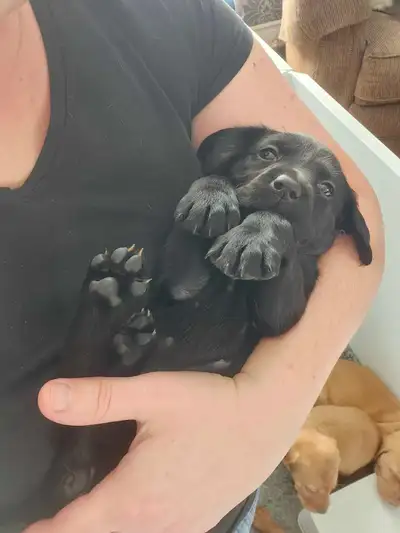 Tulip's litter of pure labradors has arrived! Born December 20th, go home feb 14th(Valentines day an...