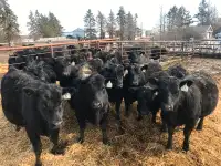 Registered Angus heifers
