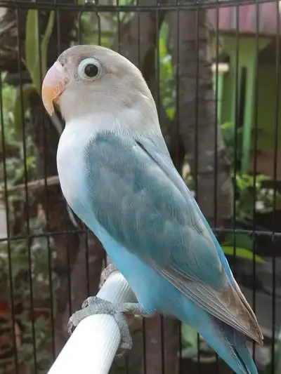 Love birds on sale (TWO DAYS ONLY), View more