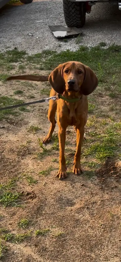 Coonhound, View more